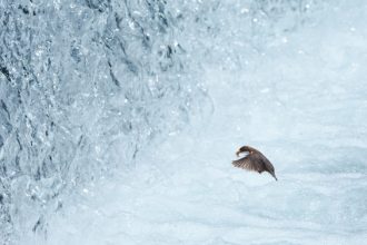 Gabriele Calcagno - Momenti di intimità animale