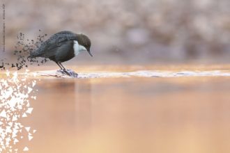 proposta_immagine_DEF_web_didascalia