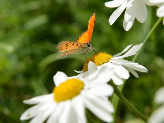 8fa92237-429f-41f6-a420-e9fabc6d5c28