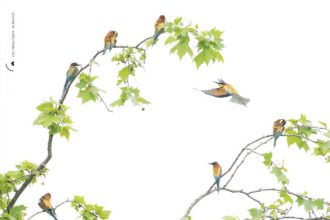 Fabrizio Stefani - Il Cerchio