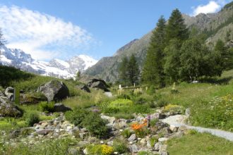 Paradisia_Foto Archivio Fondation Grand Paradis