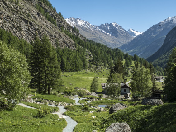 enzomassamicon_A_Paradisia