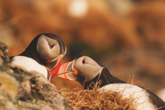 “A Call from the Wild” di Asgeir Helgestad - Archivio FGP