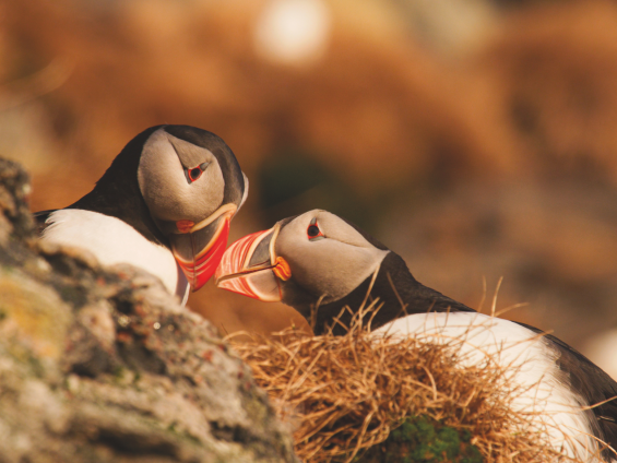 “A Call from the Wild” di Asgeir Helgestad - Archivio FGP